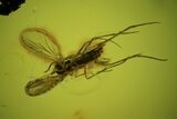 Three Large, Detailed Fossil Flies (Diptera) In Baltic Amber #50566-1